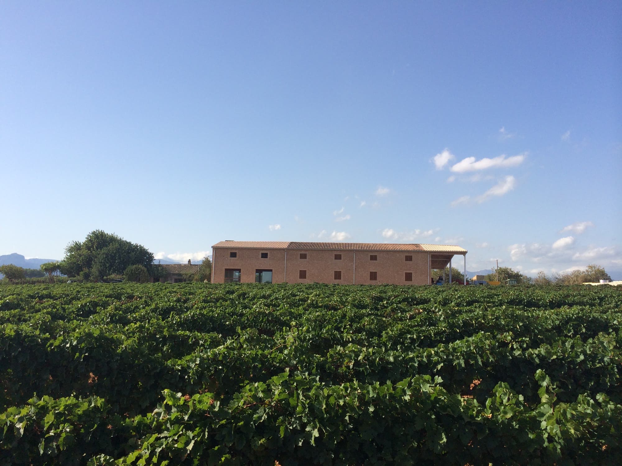 Das heutige Steinweingut inmitten der grünen Weinberge