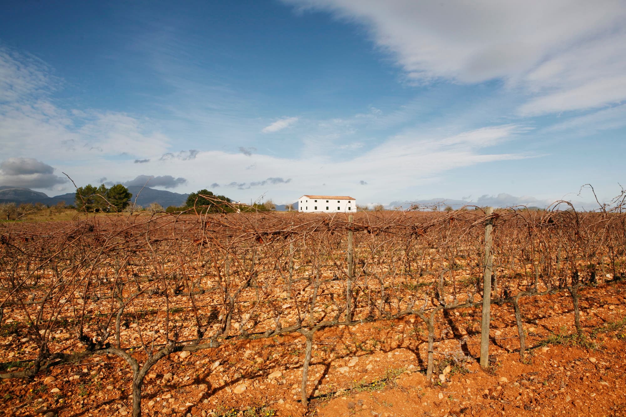 Winter vineyard with the white finca and the Serra de Tramuntana behind