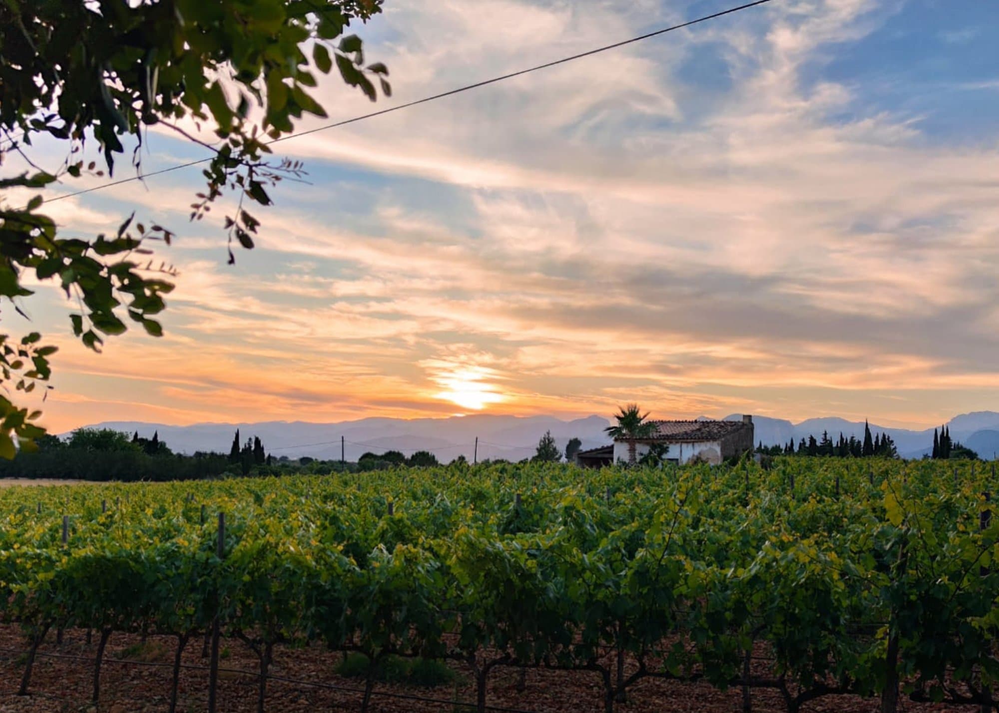 The SON PRIM vineyard at sunset, with the stone caseta and the Serra de Tramuntana behind